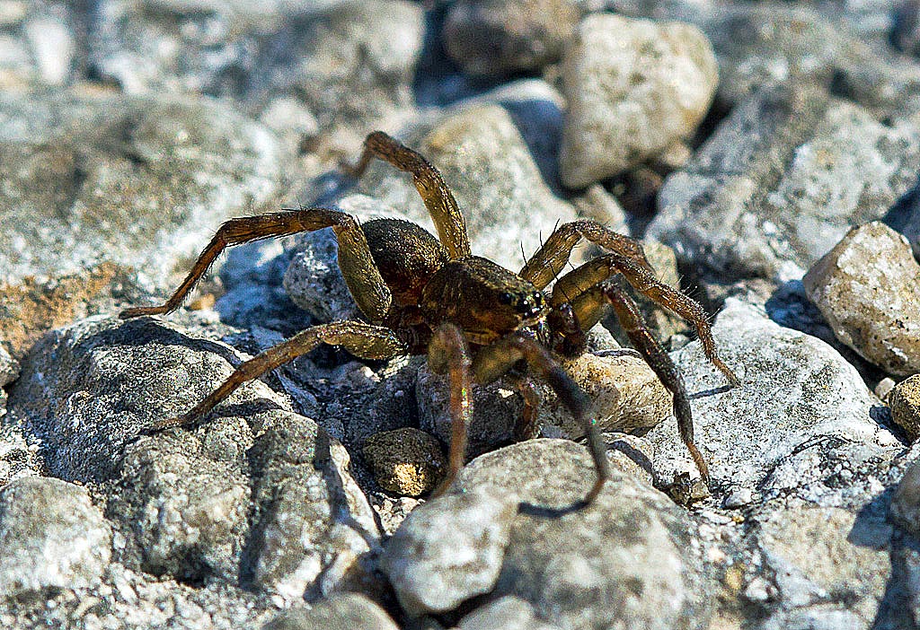 Evarcha jucunda; Trochosa sp.